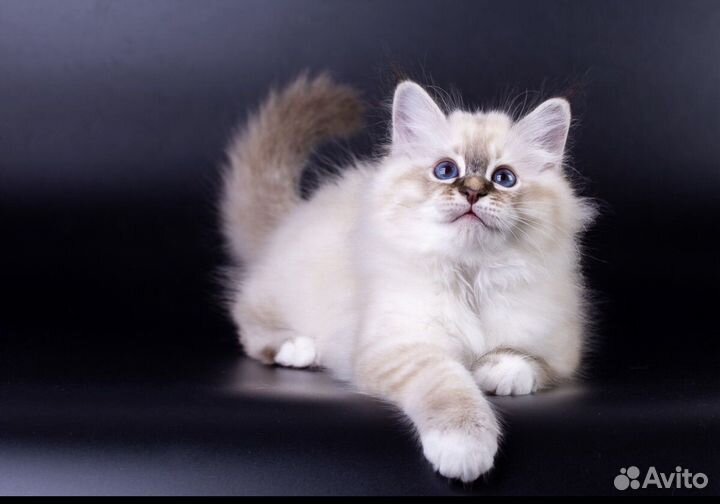 Котята Священная бирма
