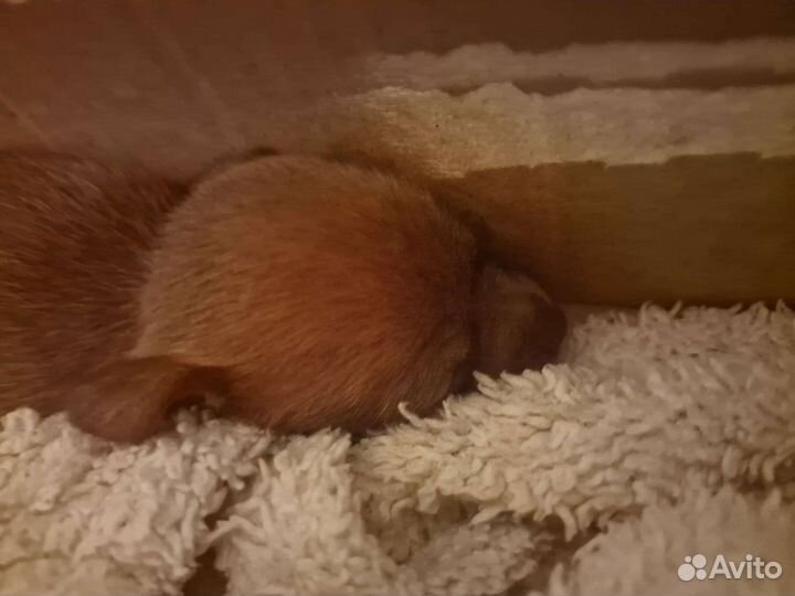 Мини той-терьер