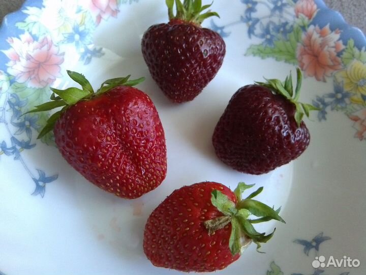 Саженцы клубники,малины красной и черной,тернослив