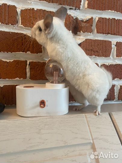 Шиншилла Белый Вильсон