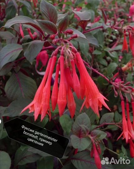 Комнатные растения часть 2