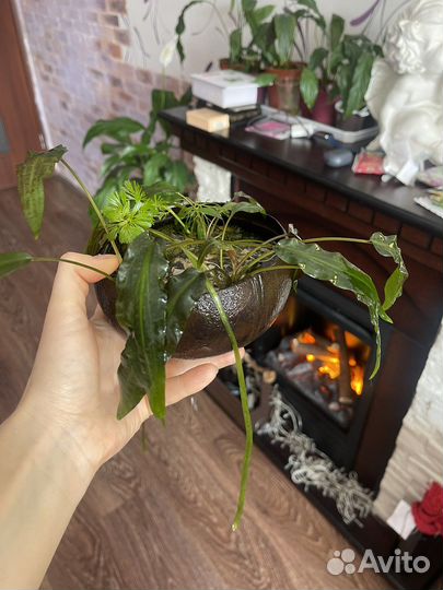 Аквариумные креветки,рыбки,растения