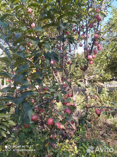 Саженцы яблони