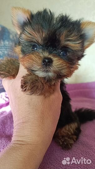 Йоркширский терьер мини девочка