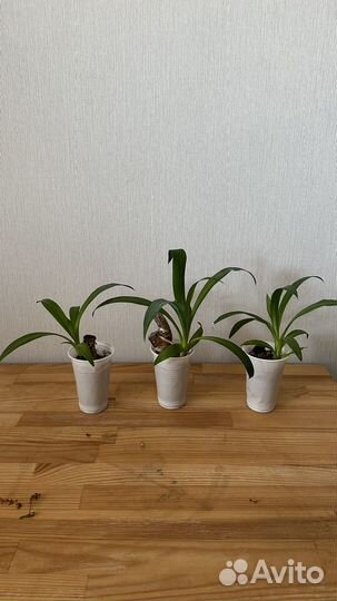Комнатные растения