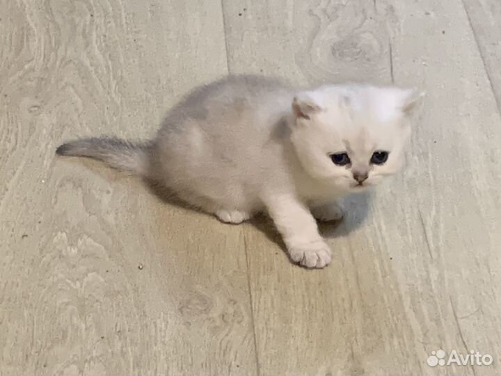 Британская кошка