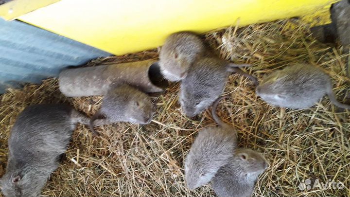 Семья нутрий