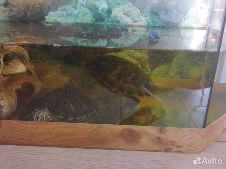 Красноухая черепаха с аквариумом