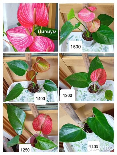 Антуриумы сортовые