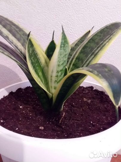 Сансевиерия ханни крео