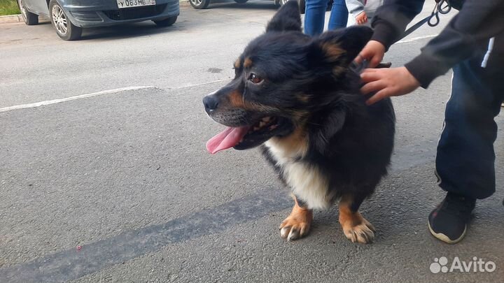 Пристраивается собака