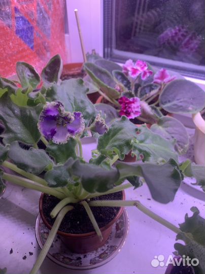 Фиалка в горшках, листочек свежесрезанный