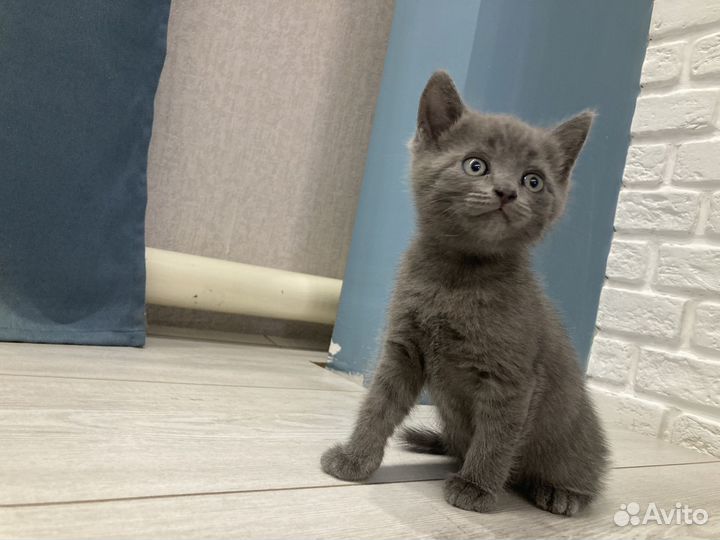 Британские котята