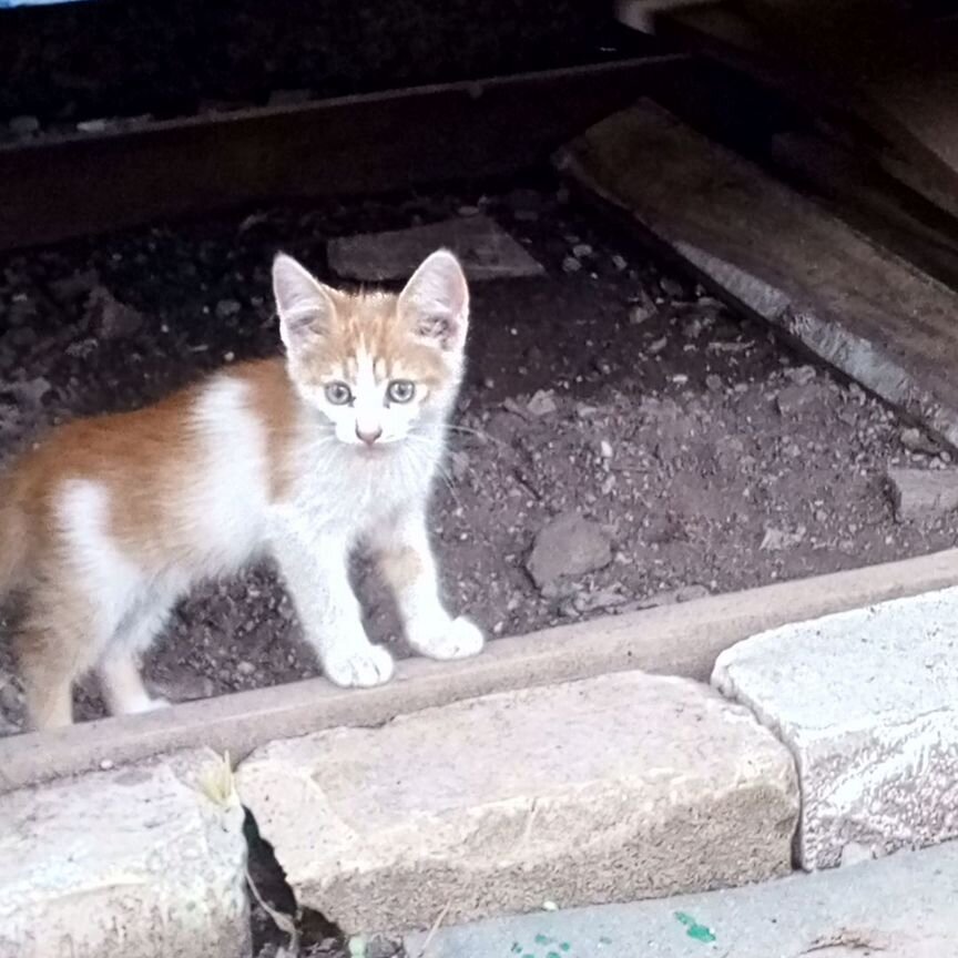 Кошки в добрые руки бесплатно