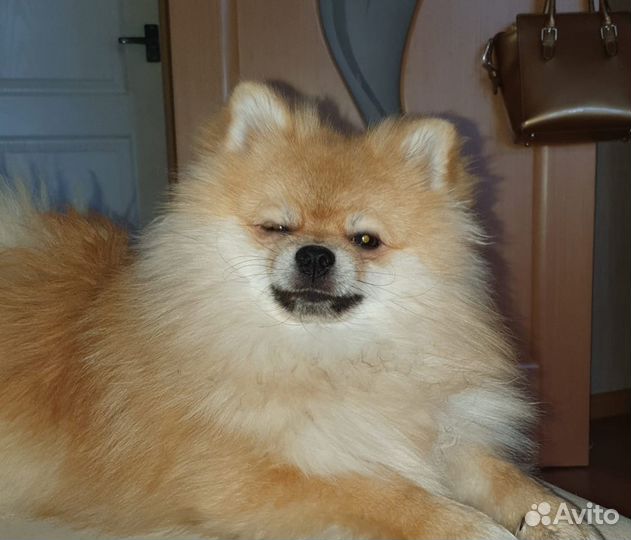 Вязка кобель
