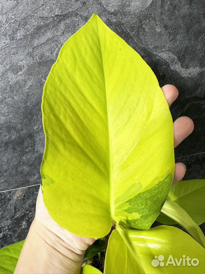 Эпипремнум aureum Neon lemon big jumbo