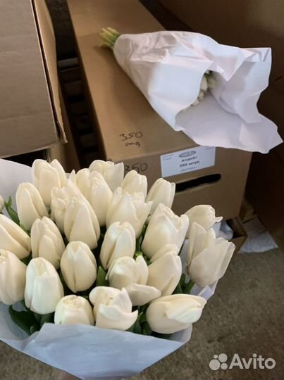 Тюльпаны оптом 8 марта (белые Update)