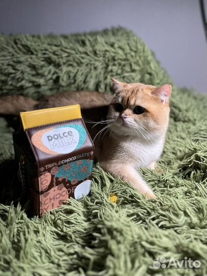 Сумка Dolche milk