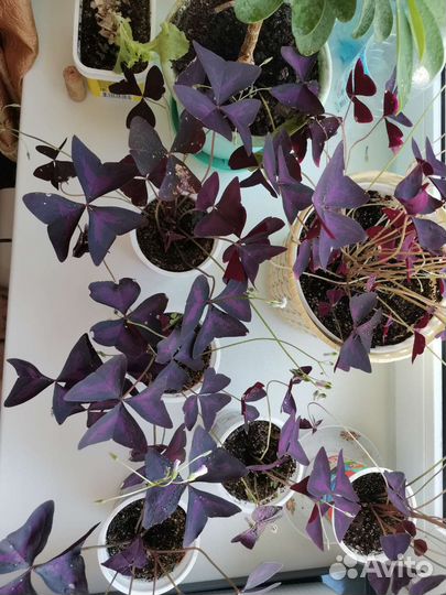 Кислица оксалис