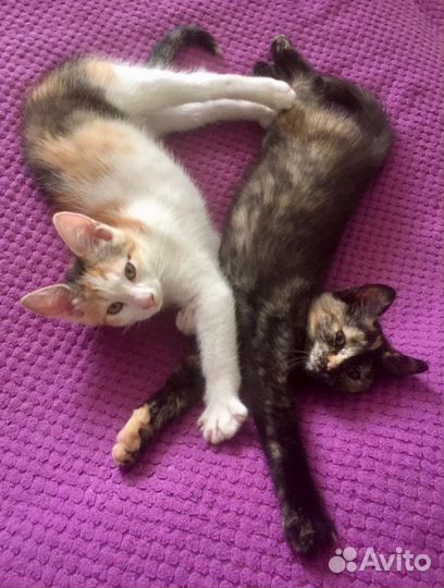 Красотки для самых лучших хозяев