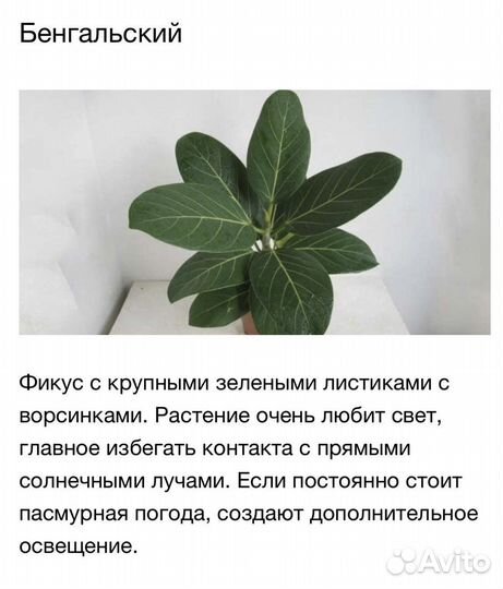 Фикус бенгальский
