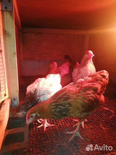 Петушки (2 месяца)