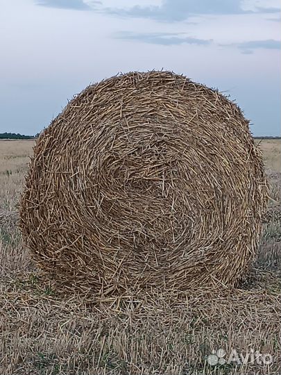Солома ячменная в рулонах
