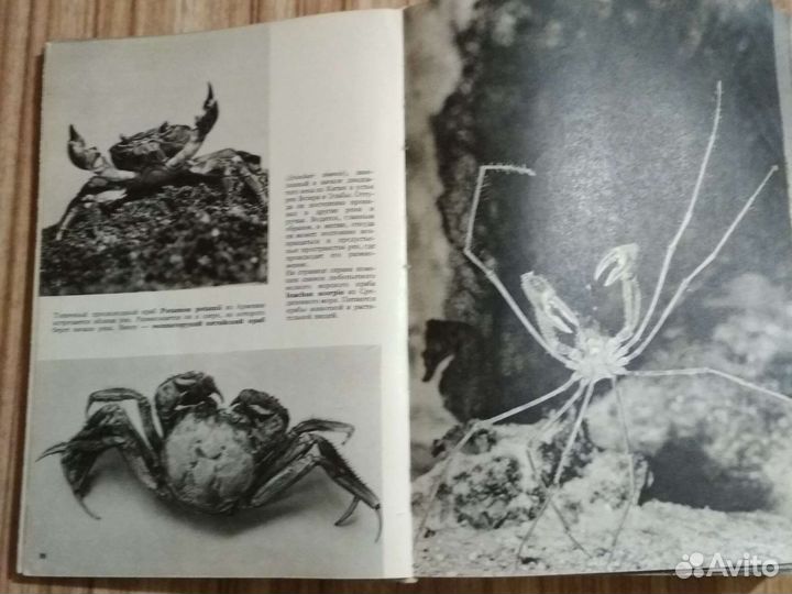 Иллюстрир-ная энцикл-дия животных В.Я.Станек Прага