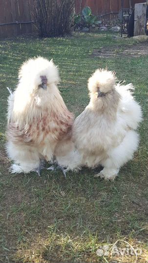 Китайские шелковые куры