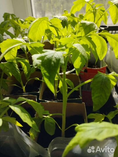 Рассада томатов, перца,баклажан