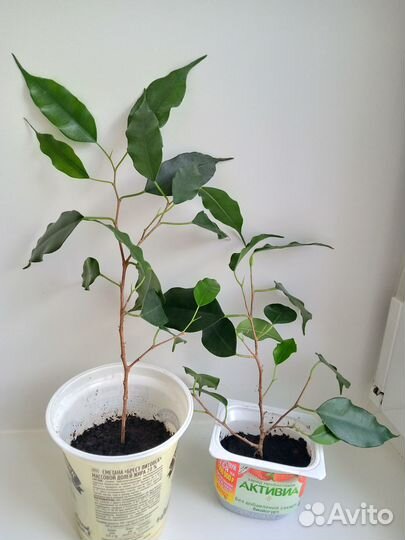 Комнатные растения, грунт для орхидей