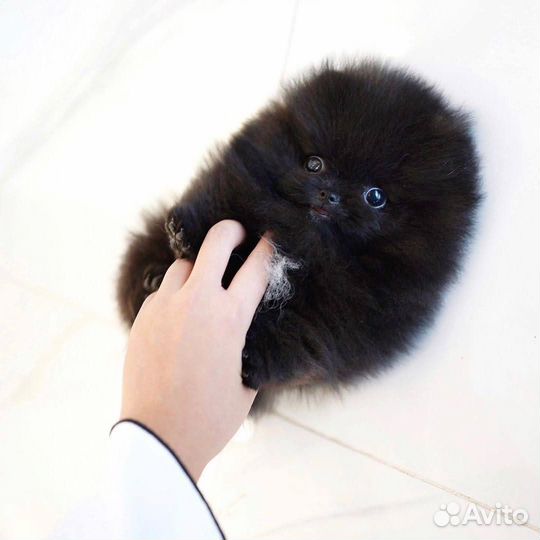 Шпицы мини медвежата