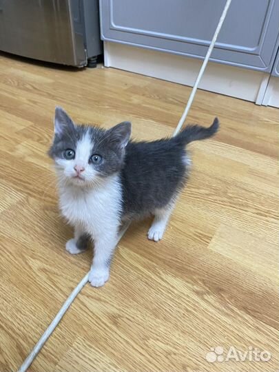 Котята бесплатно