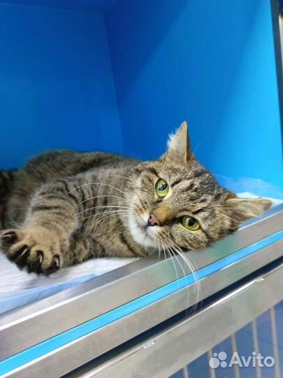 Кошке нельзя на улицу, ищет дом