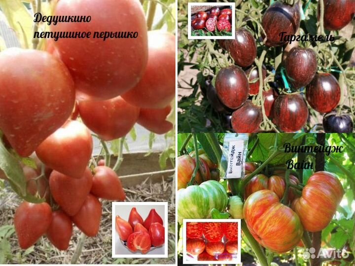 Семена коллекцион.сортов помидор от Леры Берц Ч.2