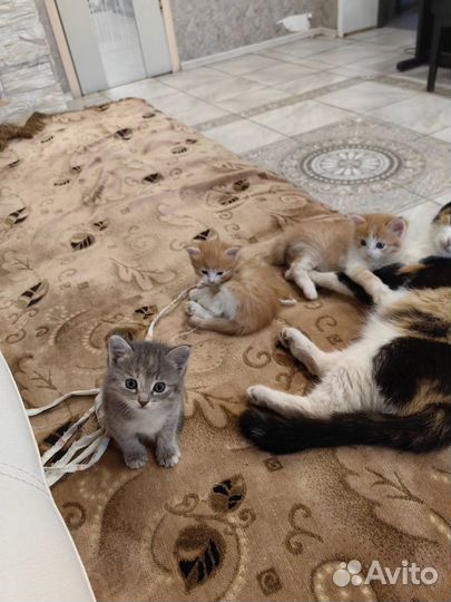 Котята в добрые руки бесплатно