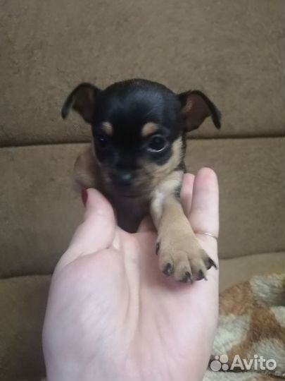 Мини той-терьер