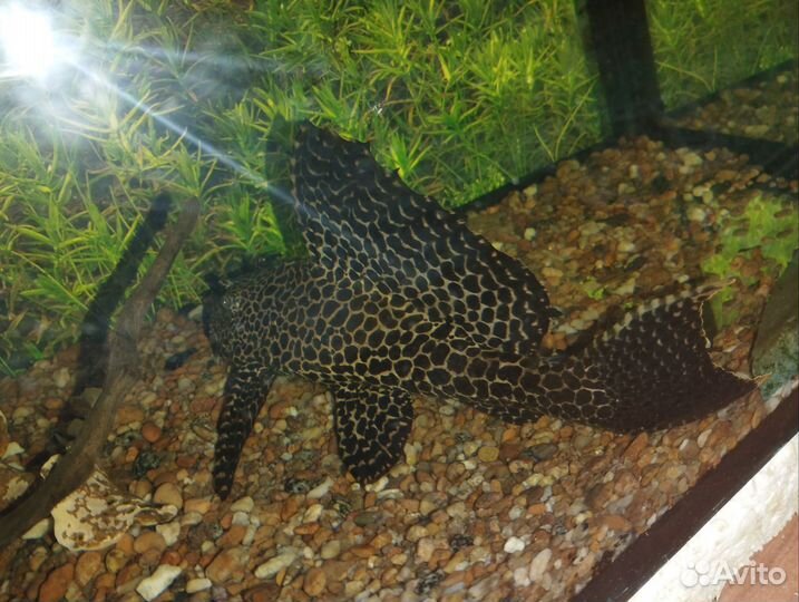 Аквариумные рыбки