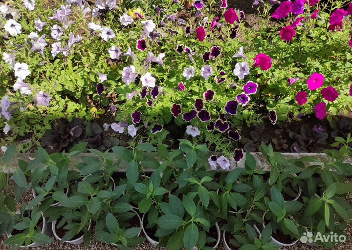 Metallica Bonfire гортензия саженцы