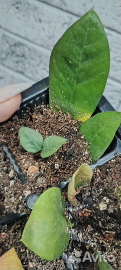 Замиокулькас