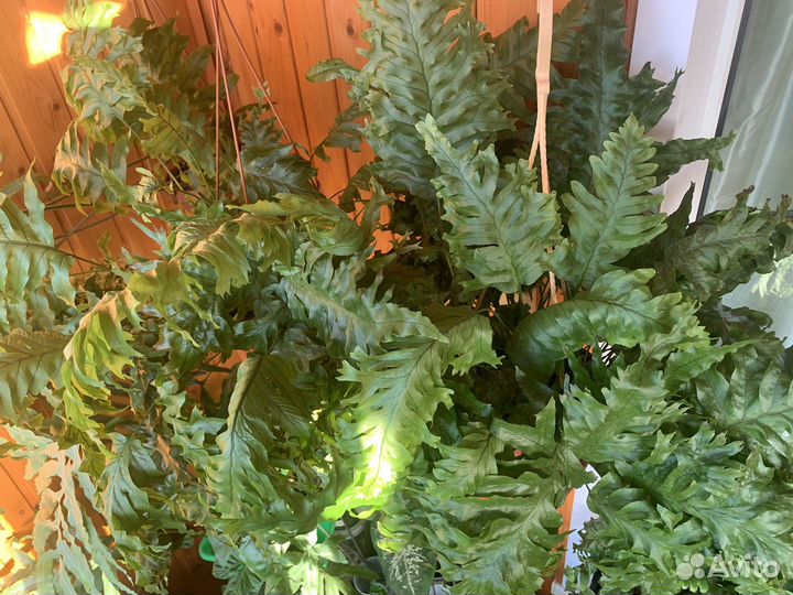 Папоротник флебодиум Николас Даймонд крестатный