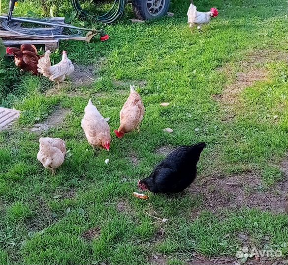 Куры несушки продам