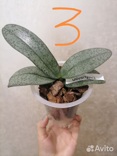 Орхидея Diffusion парфюмерная фабрика