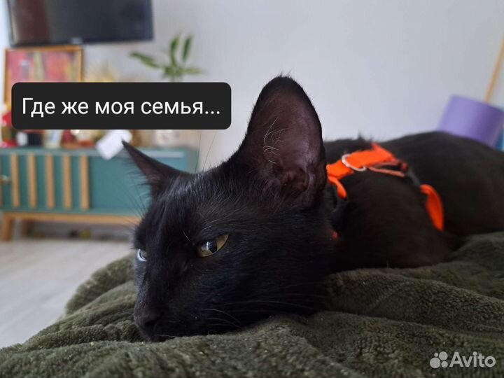 Кошка (Котенок) чёрная, беззубик