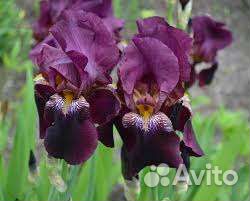 Ирис бородатый
