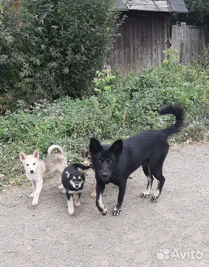 Щенки в добрые руки