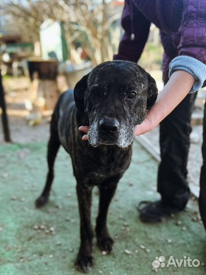 Метис кане-корсо