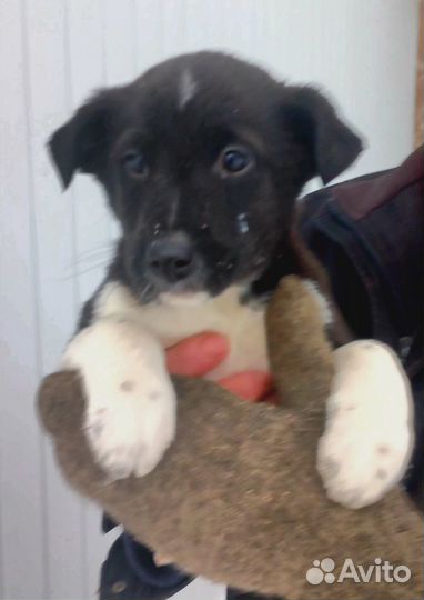 Ищут дом щенки 7 мальчиков