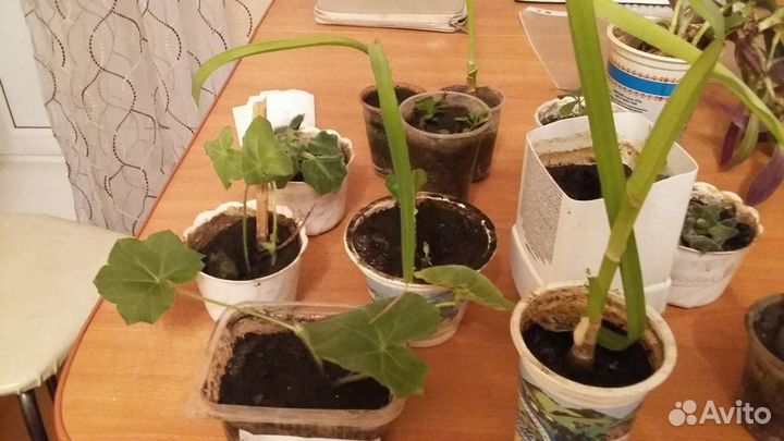 Хлорофитум