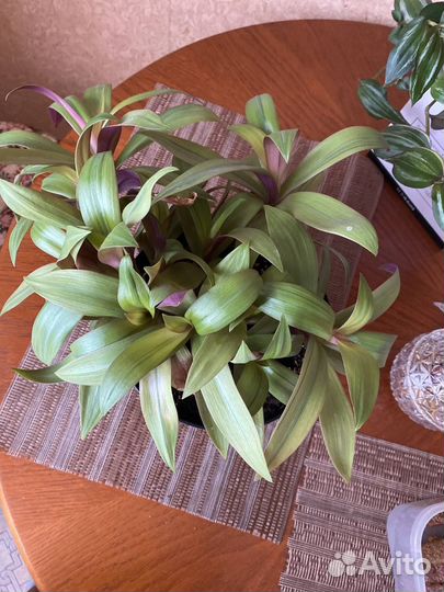 Рео пестрое